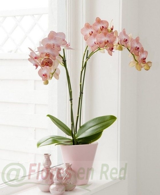 Orquídea Rosa, enviamos tus plantas de regalo Floristería Vitoria Gasteiz