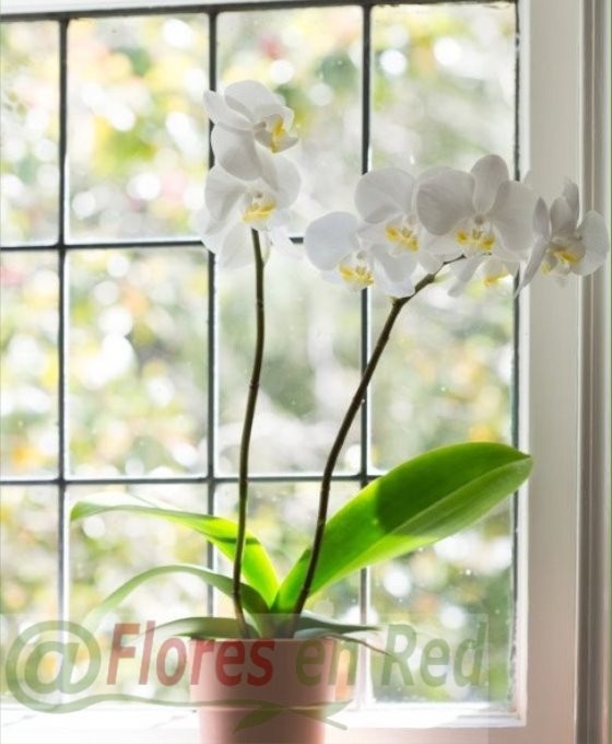 Enviar Orquídeas Blancas