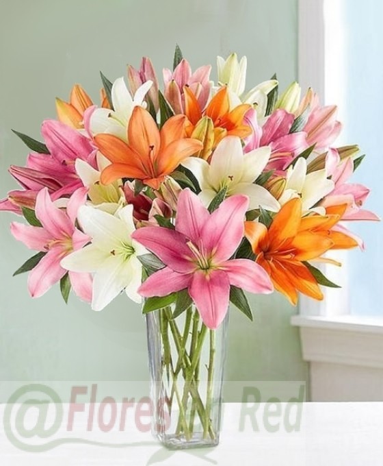Regalar Ramo 18 varas Lilium