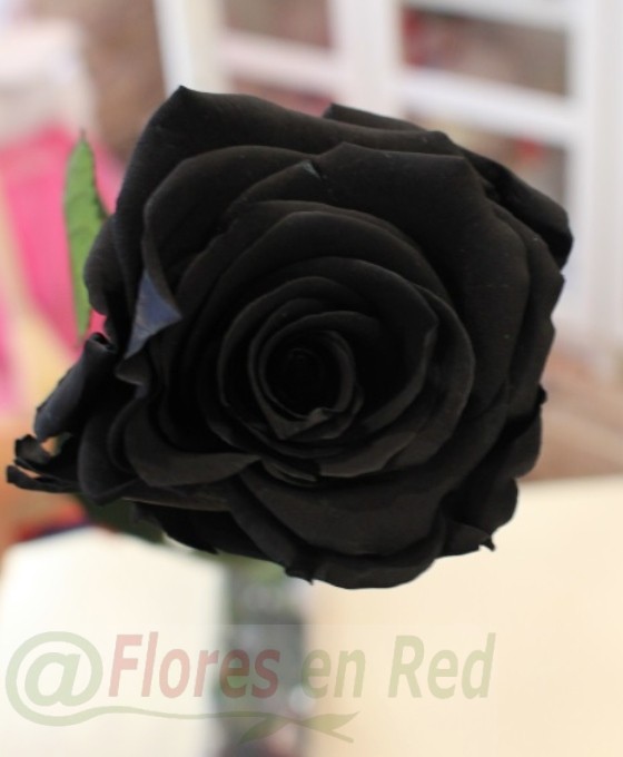 Rosa Eterna Negra | Rosas de color Negro en Floristería Vitoria Flor Negra