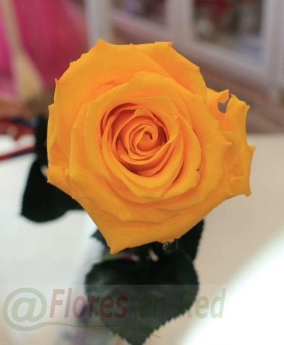 Rosa Eterna Amarilla en Floristería de Vitoria | Rosa Preservada Amarilla