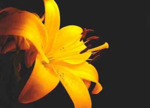 compra de flores online, ramos flores navidad, flores navidad, ramos de flores, aniversario, flores urgentes a domicilio