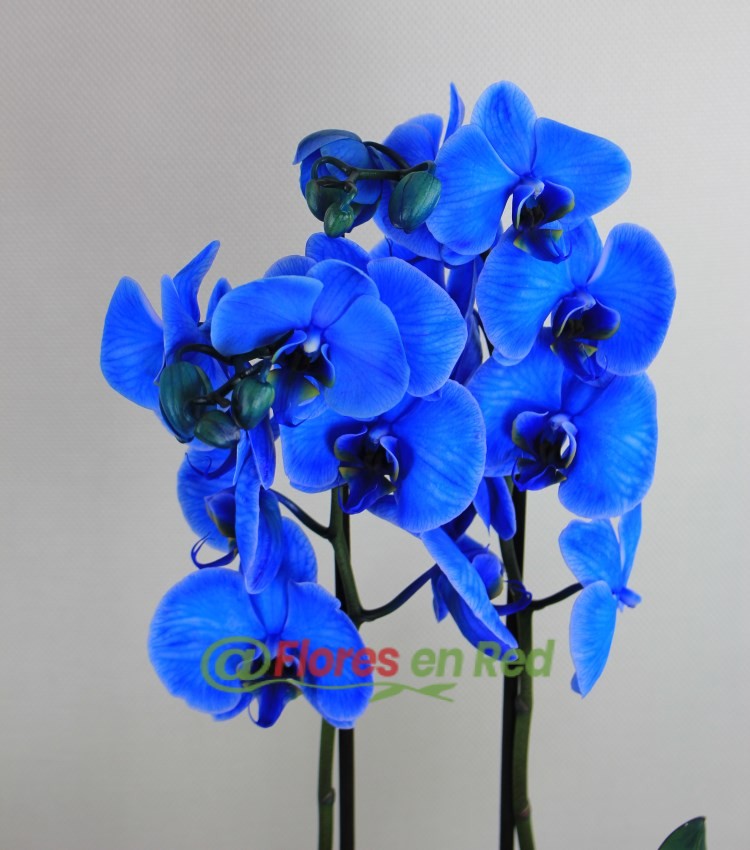 Orquídea Azul para Regalo en Vitoria | Floristería en Vitoria