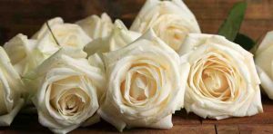 rosas, enviar ramo de rosas, ramo de rosas blancas, ramo de rosas día de la mujer, rosas de cumpleaños