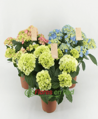 Hortensias Mixtas
